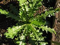 Tussilage, Pas d'Ane, Tussilago farfara L. (fam. Asteraceae) (Europe, Afrique du nord, Asie centrale, Siberie, Caucase) (0) (Photo F. Mrugala)
